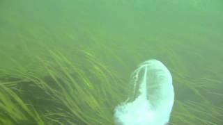 preview picture of video 'Tomales Bay   paddling with jellyfish'