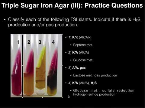 Triple Sugar Iron (TSI) Agar