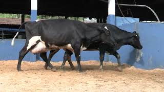 Vídeo 34 - 1ª ETAPA MEGA LIQUIDAÇÃO TOTAL AGROPECUÁRIA MARAJOARA - DIA 4 | GADO GIROLANDO E HOLANDÊS