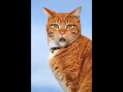 FUNNY VIEDO CAT