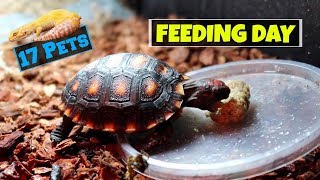 Feeding All My 17 Pets