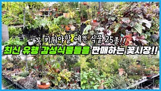 꼭 사야하는 감성식물 25종!! 사장님 안목이 최고인 대박 꽃시장 다녀왔어요!! 식물 쇼핑하울까지!!