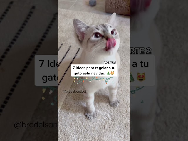 Vídeo relacionado con Jadive Bolsas de Maquillaje de Gato para Mujeres Niñas Llavero Divertido del Gato Just a Girl Who Loves Cats Bolsa de Cosméticos Regalos para Amantes Navidad Cumpleaños