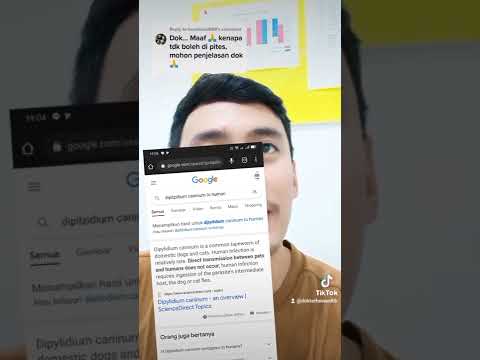 Kenapa kutu kucing ngga boleh di pites?