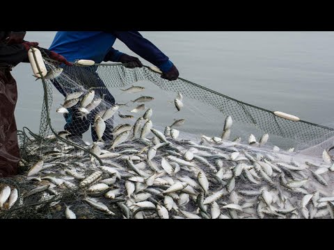 Everyone should watch this Fishermen's video - Net Fishing Line Catch Herring on The Sea