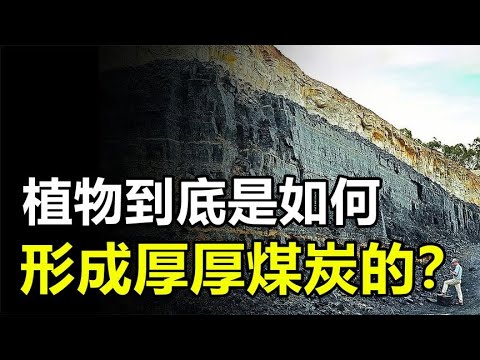 植物如何变成煤炭的？形成数十米厚的煤层，究竟需要多少植物？