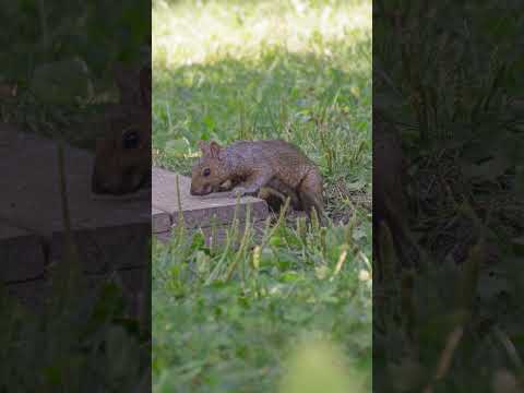 Sony a6400 + 55-210mm Kit Lens for Wildlife Photography