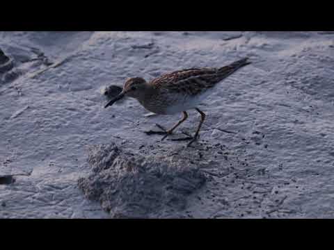 Gestreepte strandloper in de Yerseke Moer