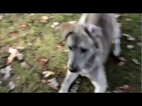 Słoń/Mikser zapowiedź koncertu w Żaganiu 11.11.2011