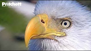 Southwest Florida Eagle Cam