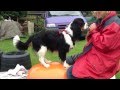 Op De Balans En Coordinatie Workshop Van Paws4fun 14 Juli 2012