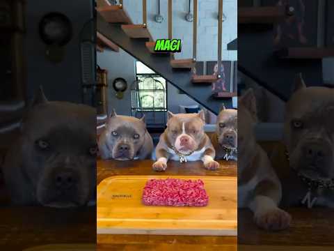 Người Chủ Đã Làm 1 Món Ăn Mà Những Chú Chó Rất Thích