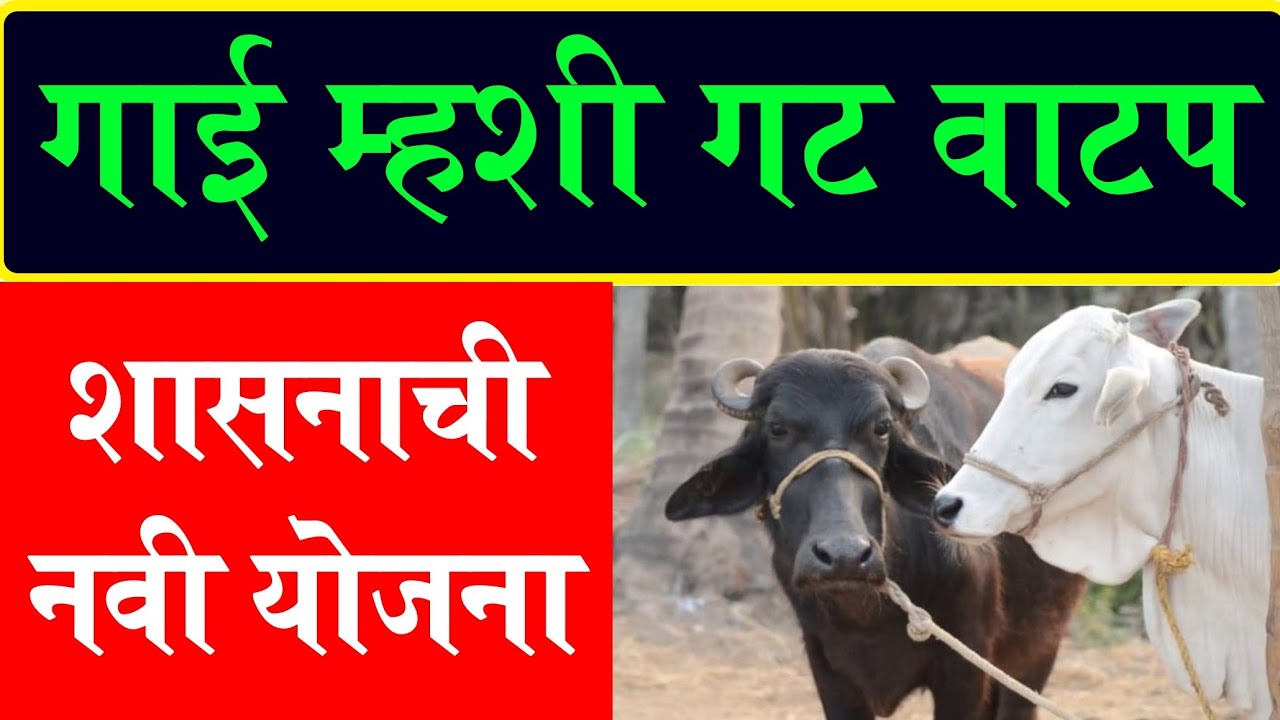 गाई म्हशी गट वाटपासाठी शासनाची नवी योजना || Dugdh vikas prakalpa 2