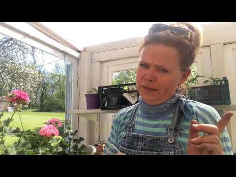 Ini's vegetable garden #7 Sowing flowers, sunflowers, cosmos, marigolds, zinnias, lobelia, etc.