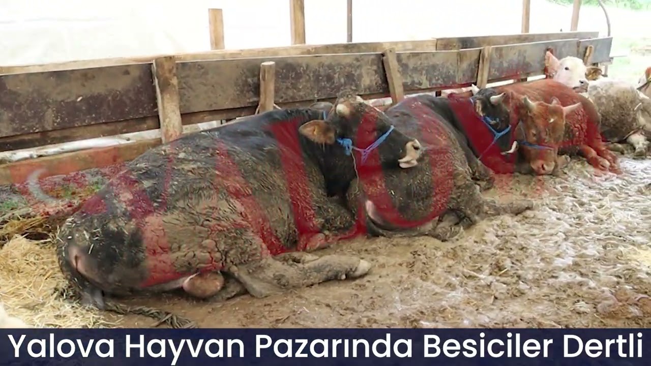 Kurban Pazarında Besicilerin Zorlu Mücadelesi