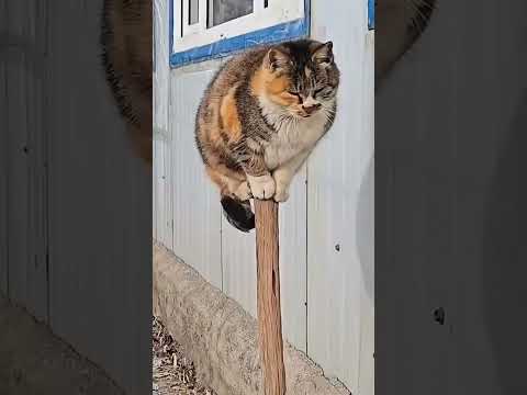 Stunt Cats# Mission Impossible Cats
