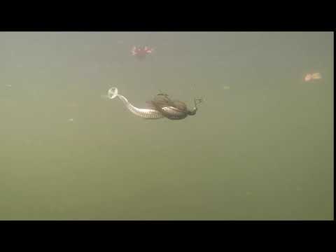 ALL NEW 4" Mister Twister Tri-Com Sassy Swimmer - Underwater Action on a Chatterbait