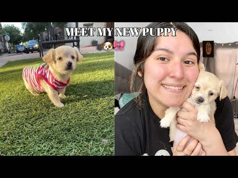 craigslist dog stroller