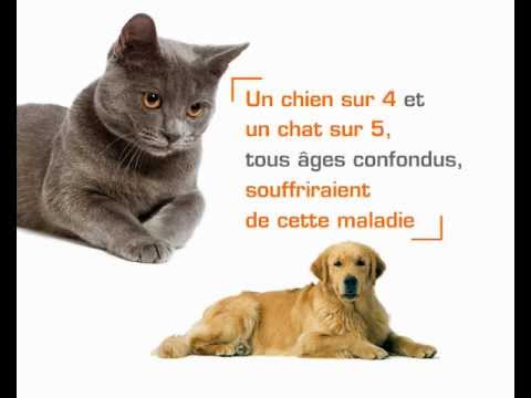 comment soulager la dysplasie du chien