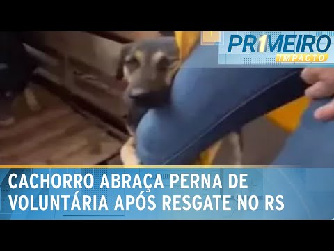 Cachorro resgatado abraça perna de voluntária no Rio Grande do Sul |Primeiro Impacto(13/05/24)