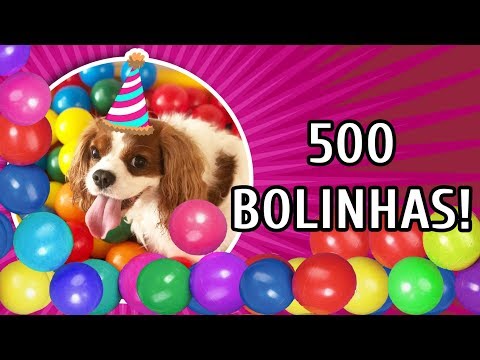 PRIMEIRA VEZ DAS CACHORRAS NA PISCINA DE BOLINHA!
