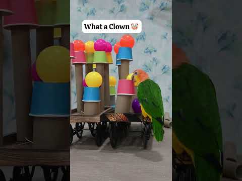 Is Dexter the World's Funniest Parrot?You Decide#dexter #caique #funniestbird #funny #parrot #shorts