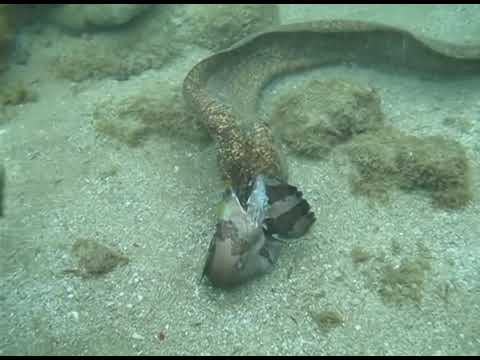 Moray Eels Fight to the Death