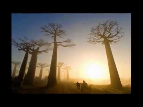 Los Bosques Más Raros Del Mundo