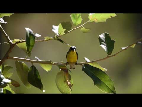 Lesser Goldfinch - Wimberley, TX