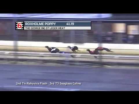 2019 GEORGE ING ST LEGER - HEAT 2 - T6 ROXHOLME POPPY