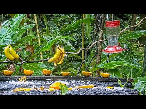 Snowy-bellied Hummingbird And Violet-crowned Woodnymph Visit The Panama Fruit Feeder – May 27, 2021