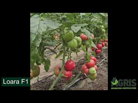 Loara F1 - Cultura de tomate roz în Matca, jud. Galați, fermier Boghean Mihai