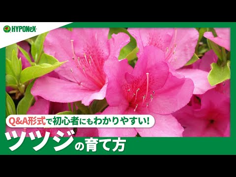 ツツジに水をやる方法 シャクナゲに水をやる頻度 実用的なシート