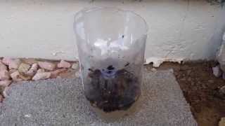 2L Soda Bottle Fly Trap