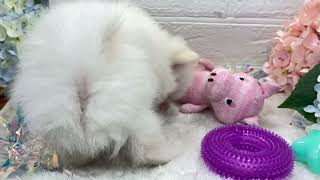 ハーフ犬の動画01