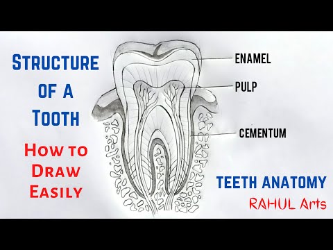 اسماء الاسنان بالانجليزي Names of teeth in English