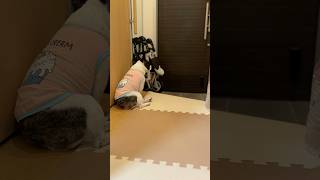 首を長くして待つフレブルの後ろ姿がこちら