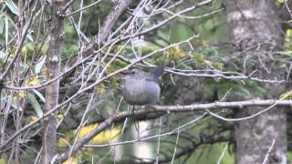 Gray Catbird