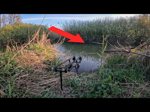 What's swimming in this stinking little stream? Carp fishing with Hambsch 🐋