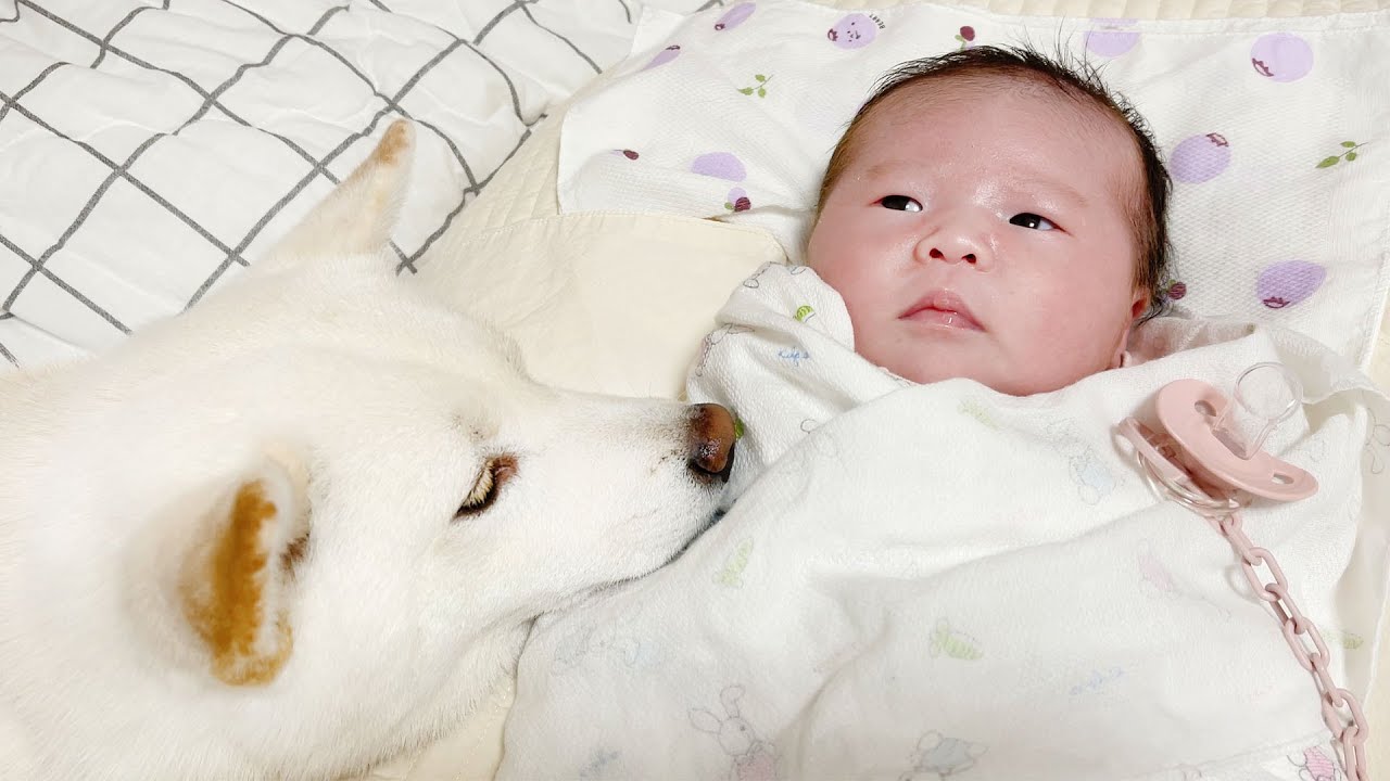 아기동생이 생긴 강아지의 놀라운 행동변화