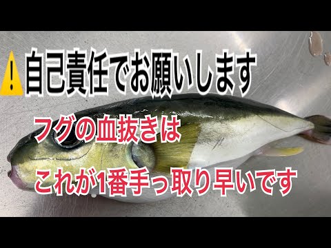 自己責任でお願いします フグの血抜きはこれが1番手っ取り早いです編 vol.323