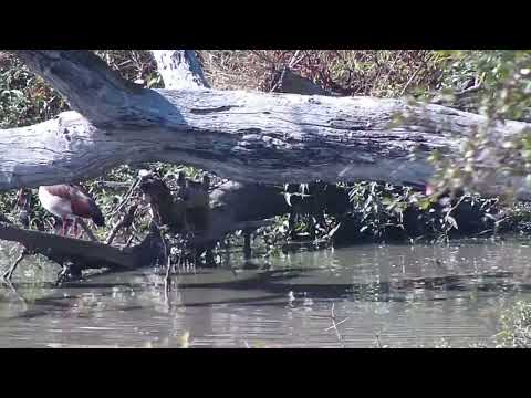 Djuma: Egyptian Goose and Monitor Lizard in the corner of the dam - 10:31 - 07/03/2023