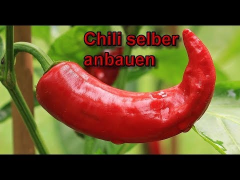 Chili Pflanzen aus Samen selber ziehen - Chilischoten anbauen / anpflanzen / züchten  Anleitung