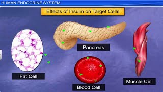 CBSE Class 11 Biology || Chemical Coordination and Integration || Full Chapter || By Shiksha House