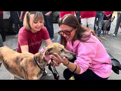 GACI ODV - Adozioni Levrieri Italia - 11 Ottobre 2025 - Arrivo Galgo