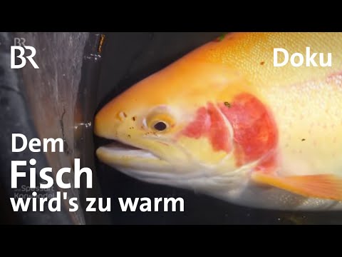 Ein Fisch-Züchter trotzt Hitze und Trockenheit: Klimawandel, Forellen und Saiblinge | Doku | BR