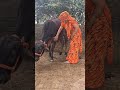 Cow Animalfarming Baffalo Cattlefarming Cattleworld