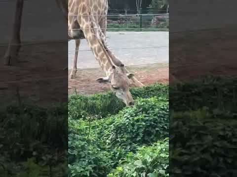 Inacreditável o que essa girafa fez para comer!
