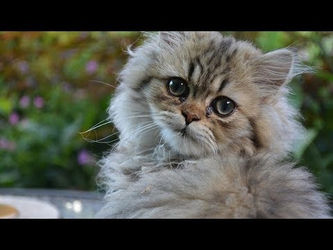 How to Care for Persian Cats - Helping Your Cat with Breathing Issues