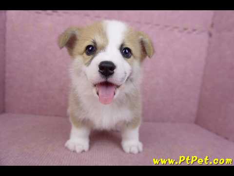 06/21雙色柯基犬公幼犬(台北)